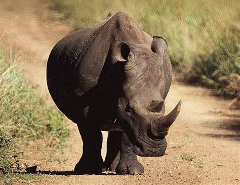 Badak bercula togel ISTANA BONEKA Badak Rhino Bercula Satu Khas Jawa Warna Abu Abu Bahan Premium Cocok Untuk Mainan Anak